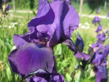Hohe Bart-Iris  'After Dark', Iris x barbata-elatior 'After Dark', Topfware