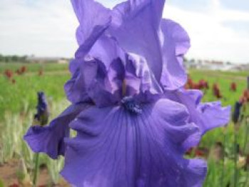 Hohe Bart-Iris 'Blue Luster', Iris x barbata-elatior 'Blue Luster', Topfware