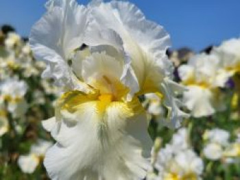 Hohe Bart-Iris 'Country Manor', Iris x barbata-elatior 'Country Manor', Topfware