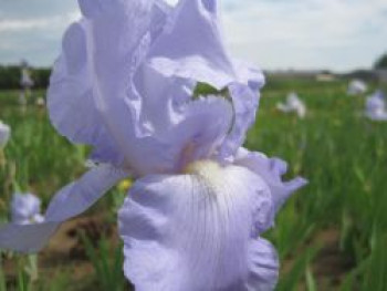 Hohe Bart-Iris 'Eleanor's Pride', Iris x barbata-elatior 'Eleanor's Pride', Topfware