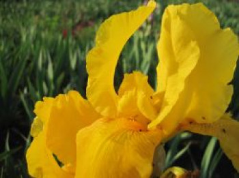 Hohe Bart-Iris 'Granada Gold', Iris x barbata-elatior 'Granada Gold', Topfware