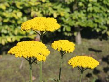 Hohe Gold-Garbe 'Summer Gold' ®, Achillea filipendulina 'Summer Gold' ®, Containerware