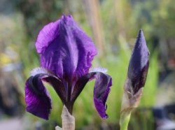 Hohe Schwertlilie 'Black Knight', Iris x barbata-elatior 'Black Knight', Topfware