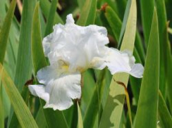 Hohe Schwertlilie 'Florentina Alba', Iris x germanica 'Florentina Alba', Containerware