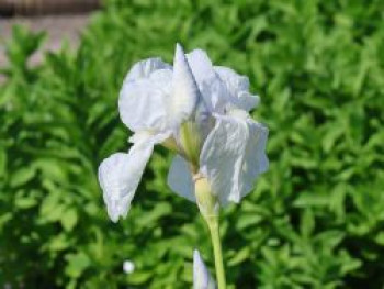Hohe Schwertlilie 'Glacier', Iris x barbata-elatior 'Glacier', Topfware