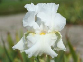 Hohe Schwertlilie 'Glowing Seraphin', Iris x germanica 'Glowing Seraphin', Topfware