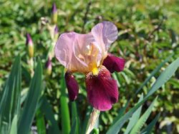 Hohe Schwertlilie 'Indian Chief', Iris x barbata-elatior 'Indian Chief', Topfware