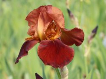 Hohe Schwertlilie 'Natchez Trace', Iris x barbata-elatior 'Natchez Trace', Topfware