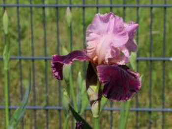 Hohe Schwertlilie 'Wine and Roses', Iris x barbata-elatior 'Wine and Roses', Topfware