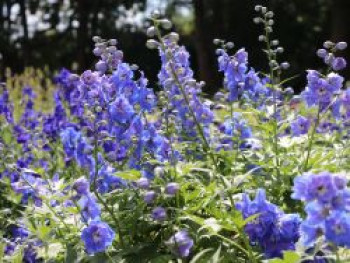 Hohen Rittersporn 'Independence', Delphinium x elatum 'Independence', Topfware