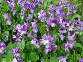 Hornveilchen 'Rebecca Cawthorne', Viola cornuta 'Rebecca Cawthorne', Topfware