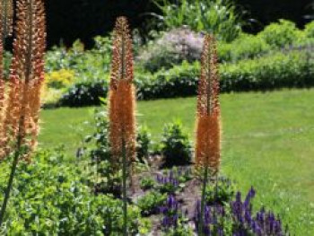 Isabellen-Steppenkerze 'Cleopatra', Eremurus x isabellinus 'Cleopatra', Containerware