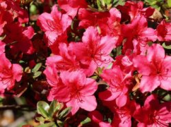 Japanische Azalee 'Drapa' ®, 20-25 cm, Rhododendron obtusum 'Drapa' ®, Containerware
