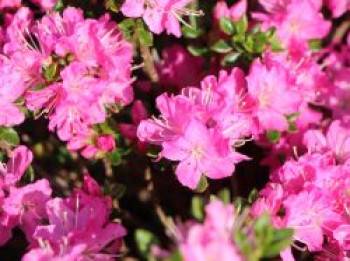 Japanische Azalee 'Maiogi', 15-20 cm, Rhododendron obtusum 'Maiogi', Containerware