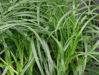 Japanische Segge 'Ribbon Falls', Carex oshimensis 'Ribbon Falls', Topfware