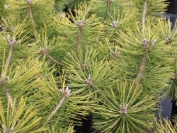 Japanische Strauchkiefer 'Jane Kluis', 20-30 cm, Pinus densiflora 'Jane Kluis', Containerware
