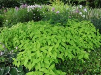 Japanische Strauchminze 'Golden Angel', Leucosceptrum japonicum 'Golden Angel', Topfware
