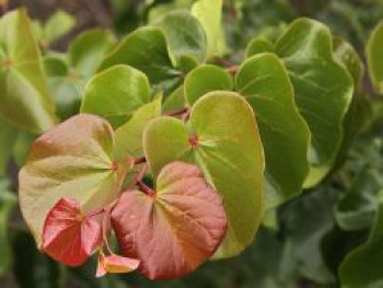 Judasbaum 'Oklahoma', 100-125 cm, Cercis reniformis 'Oklahoma', Containerware