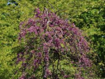 Kanadischer Judasbaum 'Cascading Hearts', 175-200 cm, Cercis canadensis 'Cascading Hearts', Containerware