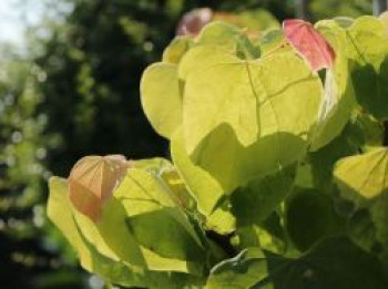 Kanadischer Judasbaum 'Rising Sun', 150-175 cm, Cercis canadensis 'Rising Sun', Containerware