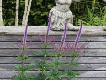Kandelaber-Ehrenpreis 'Cupid', Veronicastrum virginicum 'Cupid', Topfware