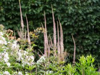 Kandelaberehrenpreis 'Erika', Veronicastrum virginicum 'Erika', Topfware
