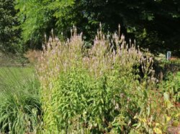Kandelaberehrenpreis 'Roseum', Veronicastrum virginicum 'Roseum', Topfware