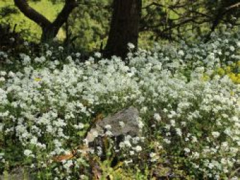 Kaukasische Gänsekresse, Arabis caucasica, Topfware