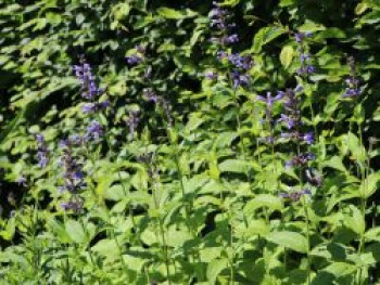 Kaukasische Katzenminze, Nepeta kubanica, Topfware