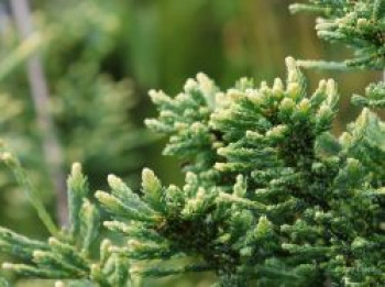Küsten-Mammutbaum 'Lighting', 40-60 cm, Sequoia sempervirens 'Lighting', Containerware