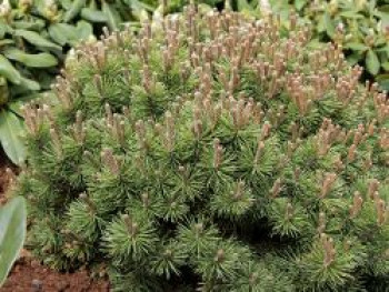 Kugel-Kiefer 'Mini Mops', 15-20 cm, Pinus mugo 'Mini Mops', Containerware