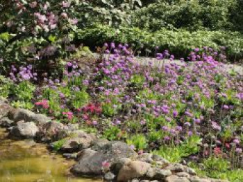 Kugel Primel, Primula denticulata, Topfware