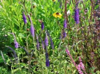 Langblättriger Ehrenpreis 'Eveline', Veronica longifolia 'Eveline', Topfware