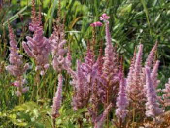 Lanzenspiere 'Superba', Astilbe chinensis var. taquetii 'Superba', Topfware