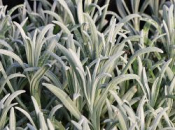 Lavendel 'Exceptional', Lavandula x intermedia 'Exceptional', Topfware