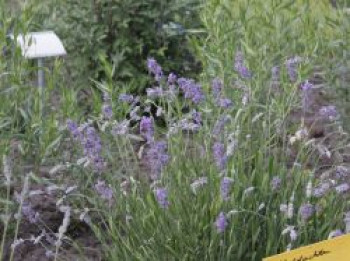 Lavendel 'Middachten', Lavandula angustifolia 'Middachten', Topfware