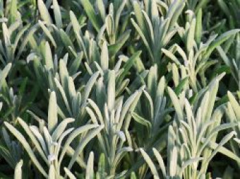 Lavendel 'Sensational!', Lavandula x intermedia 'Sensational!', Topfware