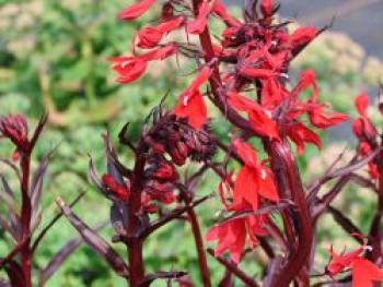 Lobelie 'Queen Victoria', Lobelia splendens 'Queen Victoria', Topfware
