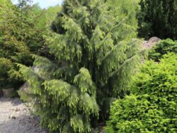 Mähnenfichte, 40-50 cm, Picea breweriana, Containerware