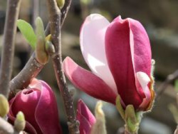 Magnolie 'Longblomma', Stamm 80 cm, Magnolia x cultorum 'Longblomma', Containerware