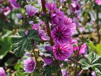 Malve 'Zebrina', Malva sylvestris 'Zebrina', Topfware