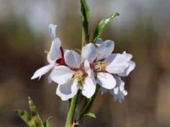 Mandelbaum 'Davidsmandel', 100-120 cm, Prunus dulcis 'Davidsmandel', Containerware