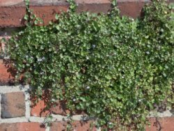 Mauer-Zimbelkraut, Cymbalaria muralis, Topfware