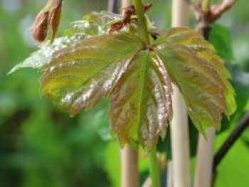 Mauerwein 'Troki' / 'Red Wall', 60-100 cm, Parthenocissus quinquefolia 'Troki' / 'Red Wall', Containerware