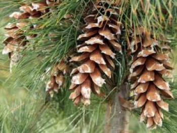 Mazedonische Kiefer / Rumelische Kiefer, 30-40 cm, Pinus peuce, Containerware