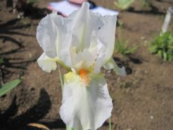 Mittelhohe Bart-Iris 'Cheers', Iris x barbata-media 'Cheers', Topfware