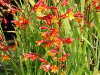 Montbretie 'HARLEQUIN' ®, Crocosmia x crocosmiiflora 'HARLEQUIN' ®, Topfware