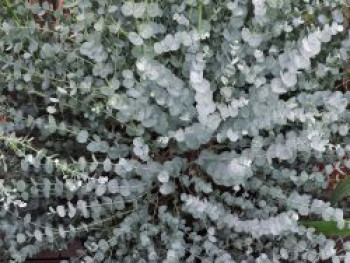 Mostgummi-Eukalyptus 'Silverana', Eucalyptus gunnii 'Silverana', Topfware