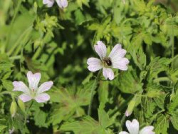 Oxford-Storchschnabel 'Katherine Adele', Geranium x oxonianum 'Katherine Adele', Topfware