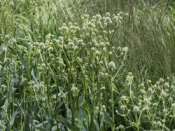 Palmlilienblättrige Mannstreu, Eryngium yuccifolium, Topfware